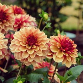 Decoratieve dahlia Crème de Cognac - Dahlia Crème de Cognac - Willemse