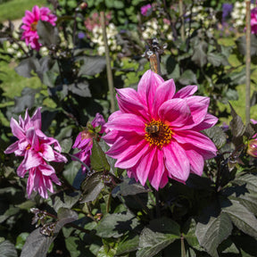 Decoratieve dahlia Fascination - Willemse