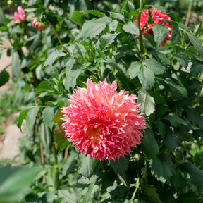 Dahlia Fubuki Myrtles Folly - Willemse