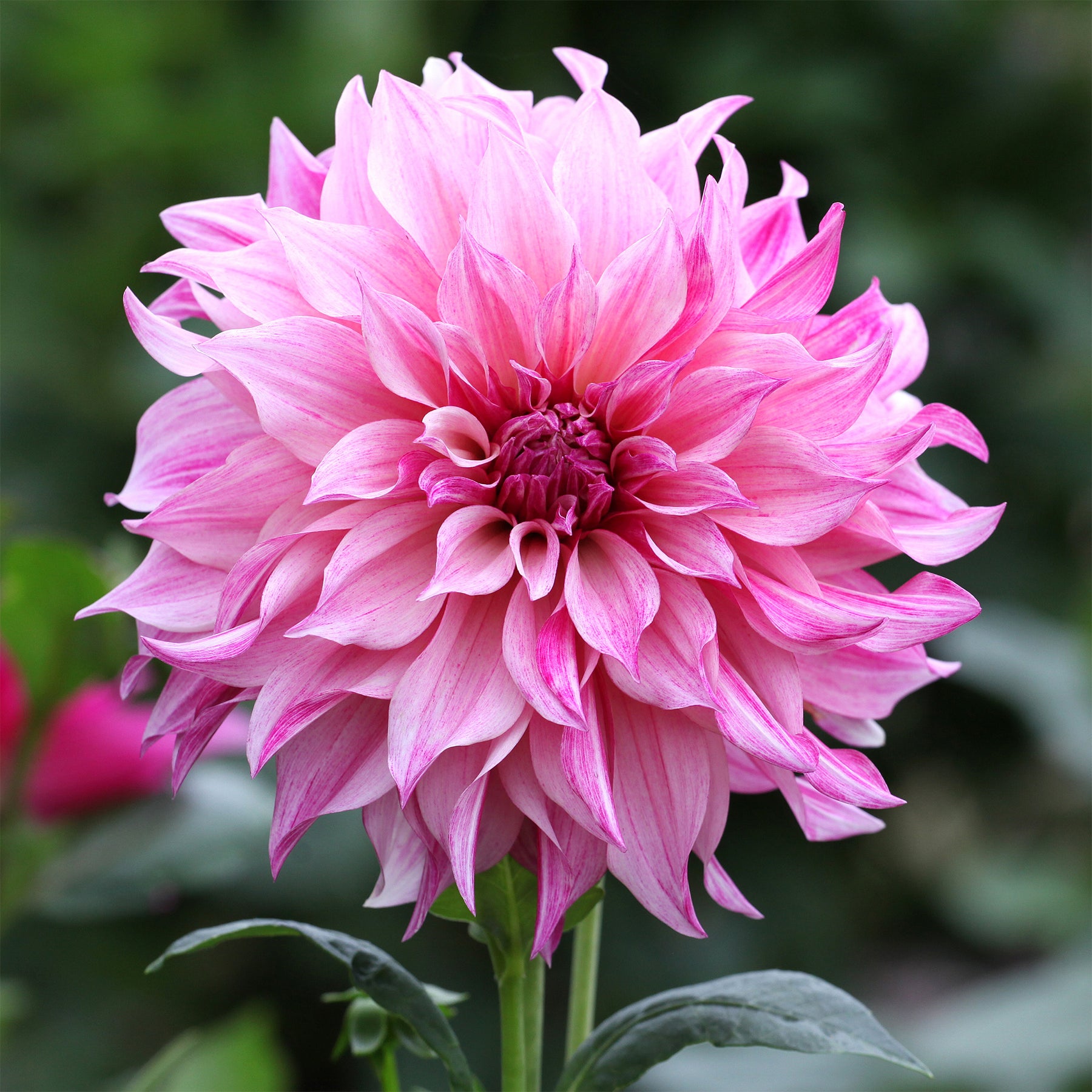 Reuzendahlia Café au Lait Rose - Willemse