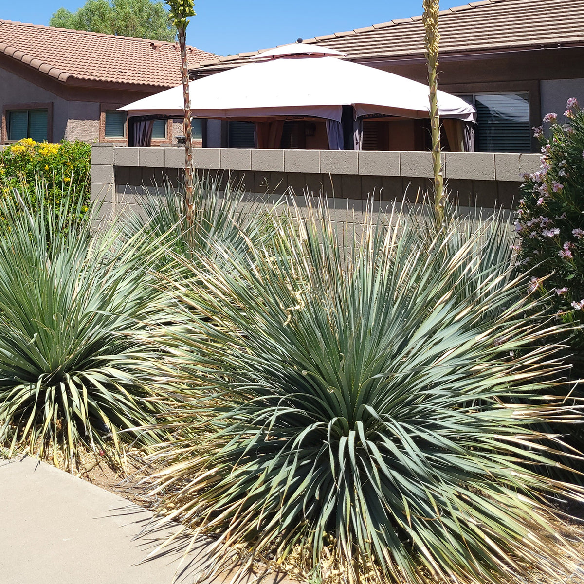 Dasylirion wheeleri - Wheelers Dasylirion - Palmen