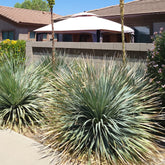 Dasylirion wheeleri - Wheelers Dasylirion - Palmen