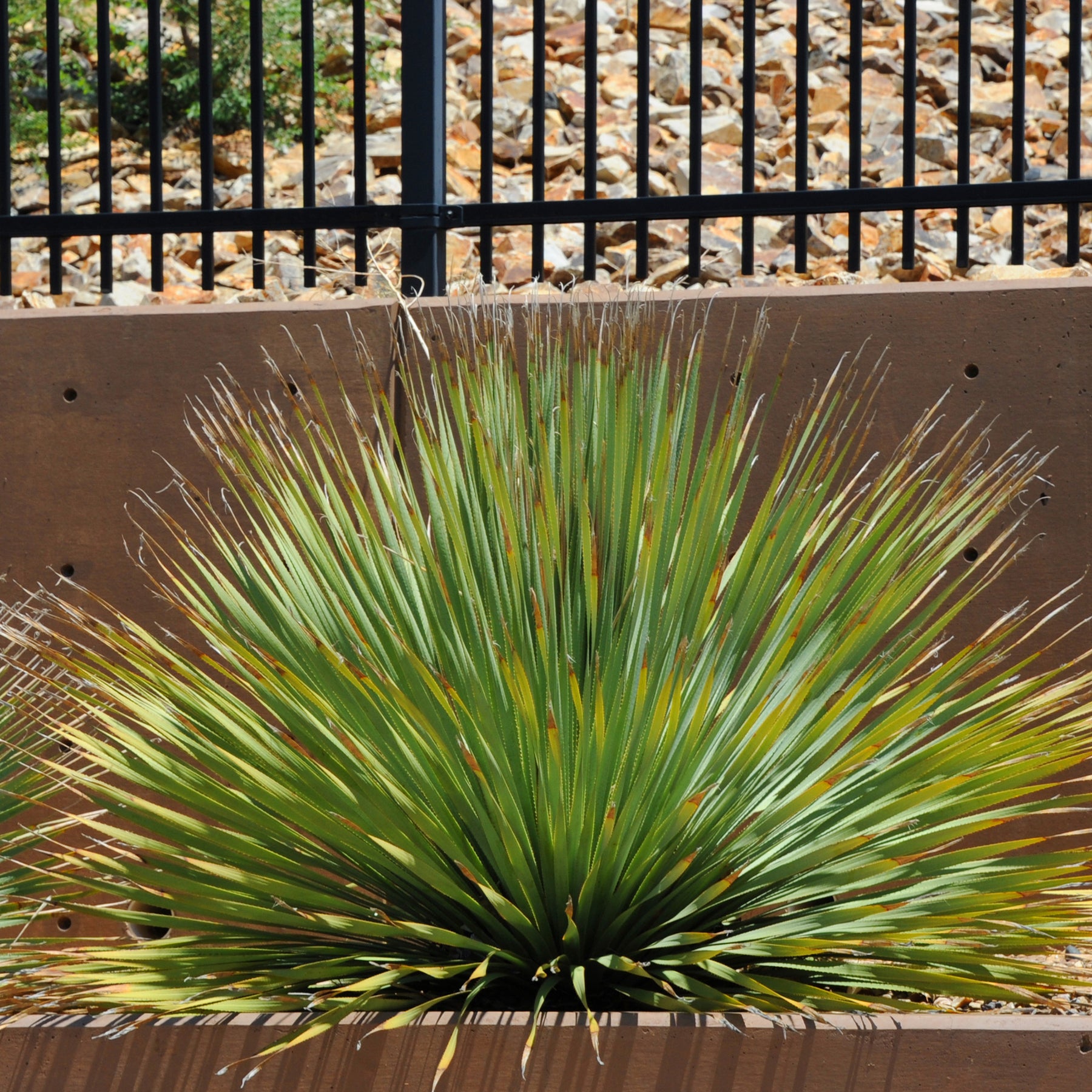 Wheelers Dasylirion - Willemse