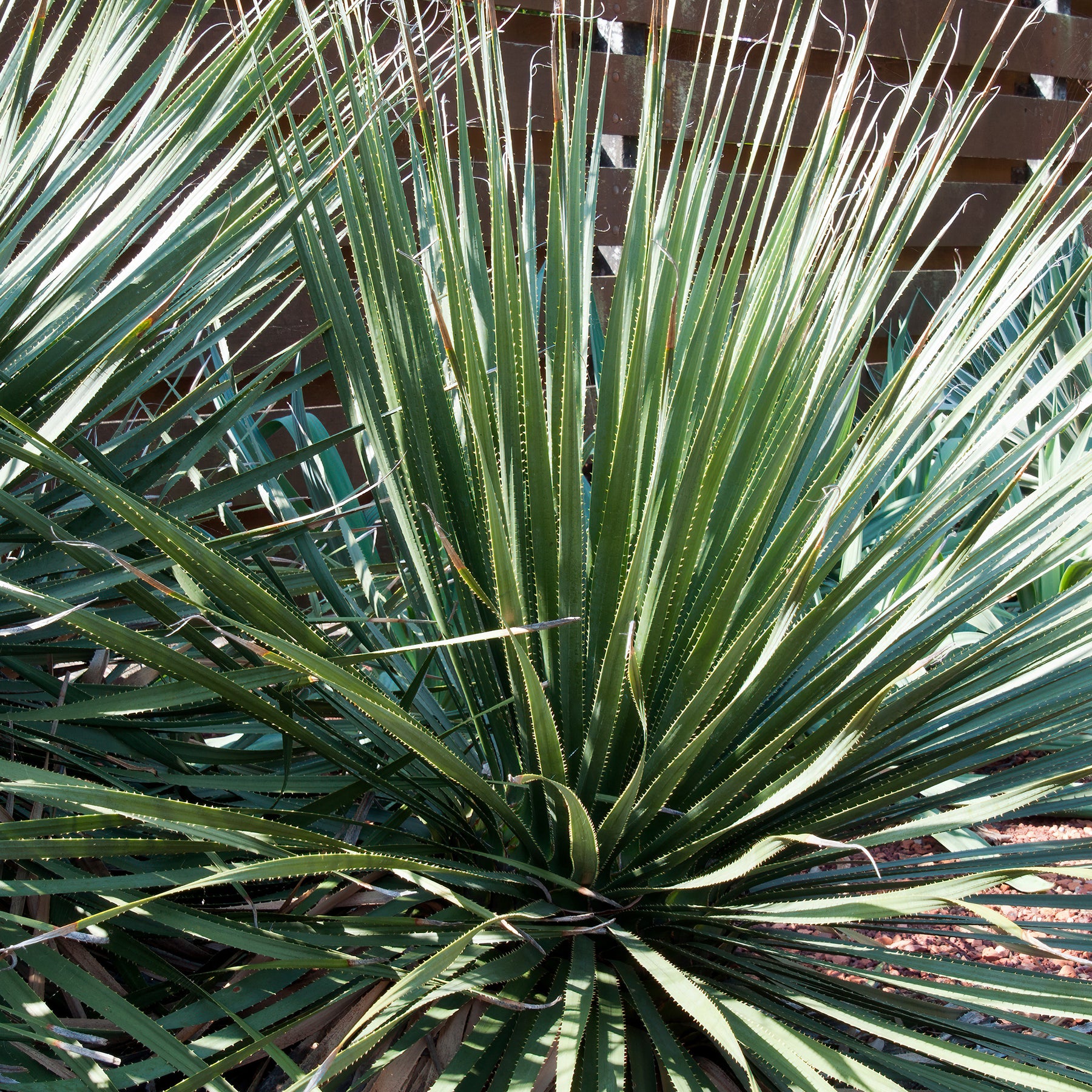 Wheelers Dasylirion - Dasylirion wheeleri - Willemse