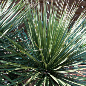 Wheelers Dasylirion - Dasylirion wheeleri - Willemse