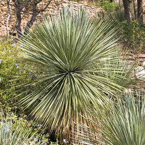 Verkoop Wheelers Dasylirion - Dasylirion wheeleri