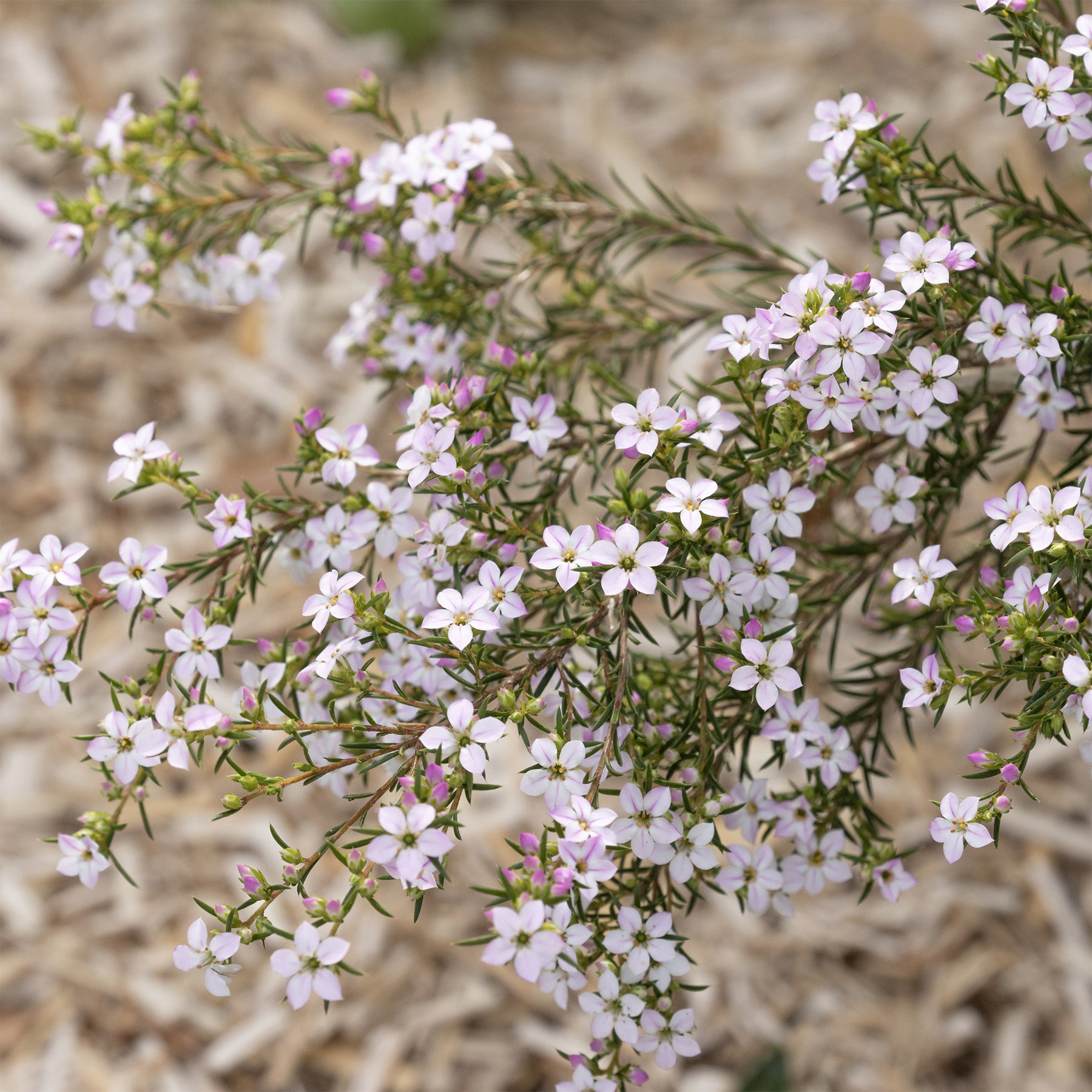 Diosma - Vissersplant - Diosma hirsuta - Willemse