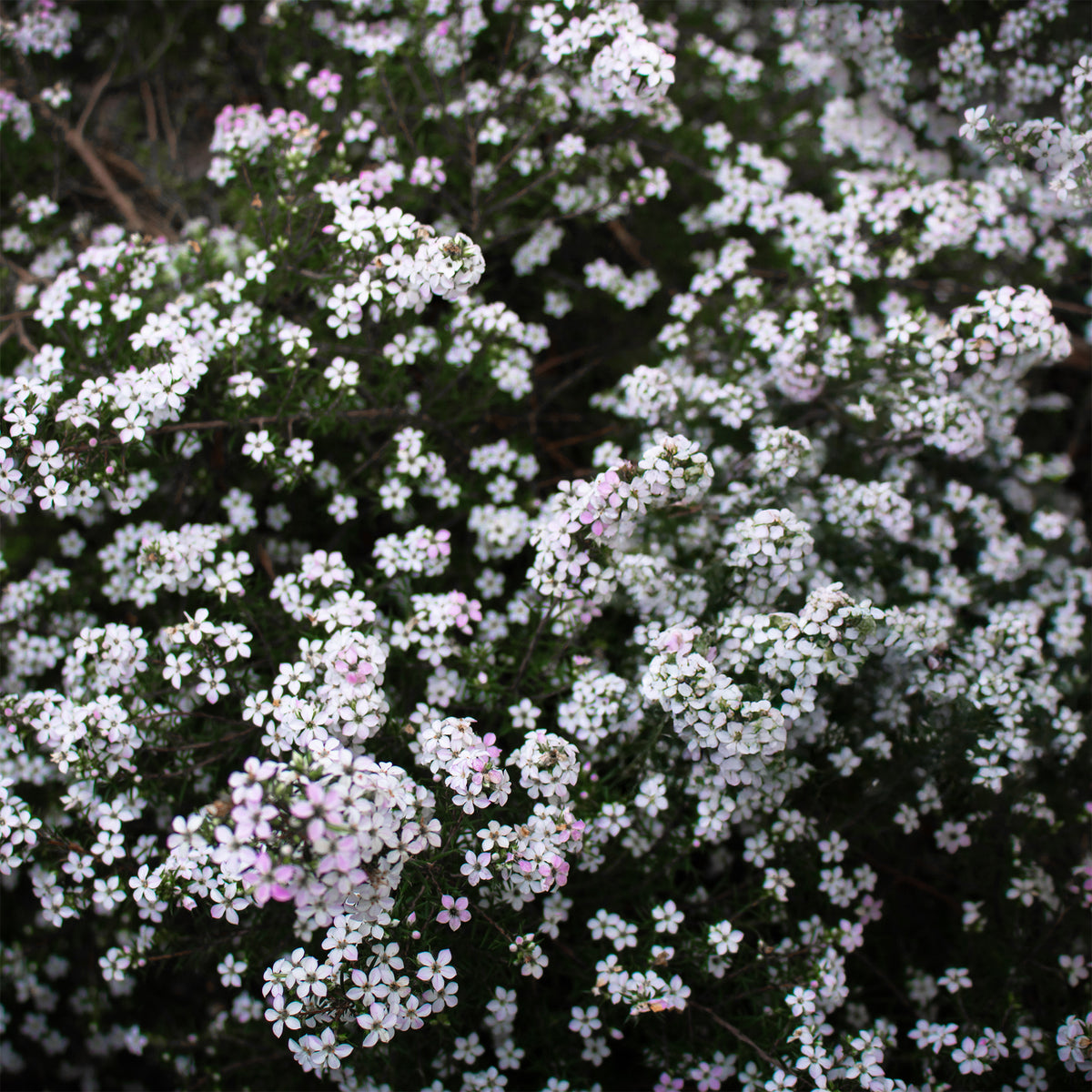 Diosma - Vissersplant - Willemse