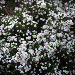Diosma - Vissersplant - Willemse