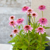 Rode zonnehoed Butterfly Kisses - Echinacea purpurea Butterfly Kisses - Willemse