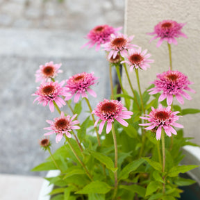 Rode zonnehoed Butterfly Kisses - Echinacea purpurea Butterfly Kisses - Willemse