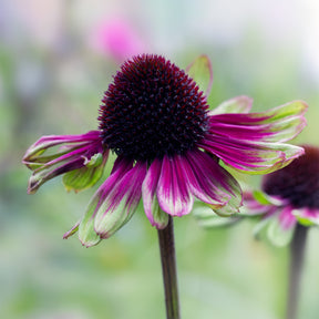 Rode zonnehoed Sweet Sandia - Willemse