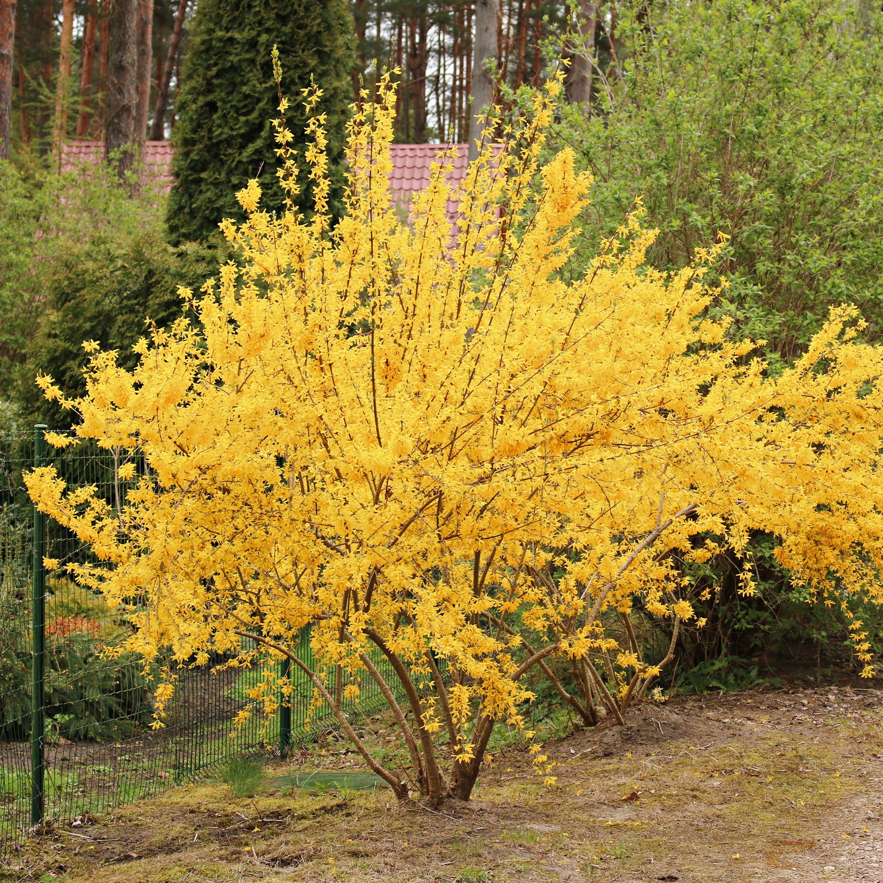 Forsythia Lynwood Gold - Willemse