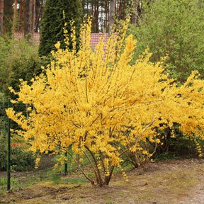 Forsythia Lynwood Gold - Willemse