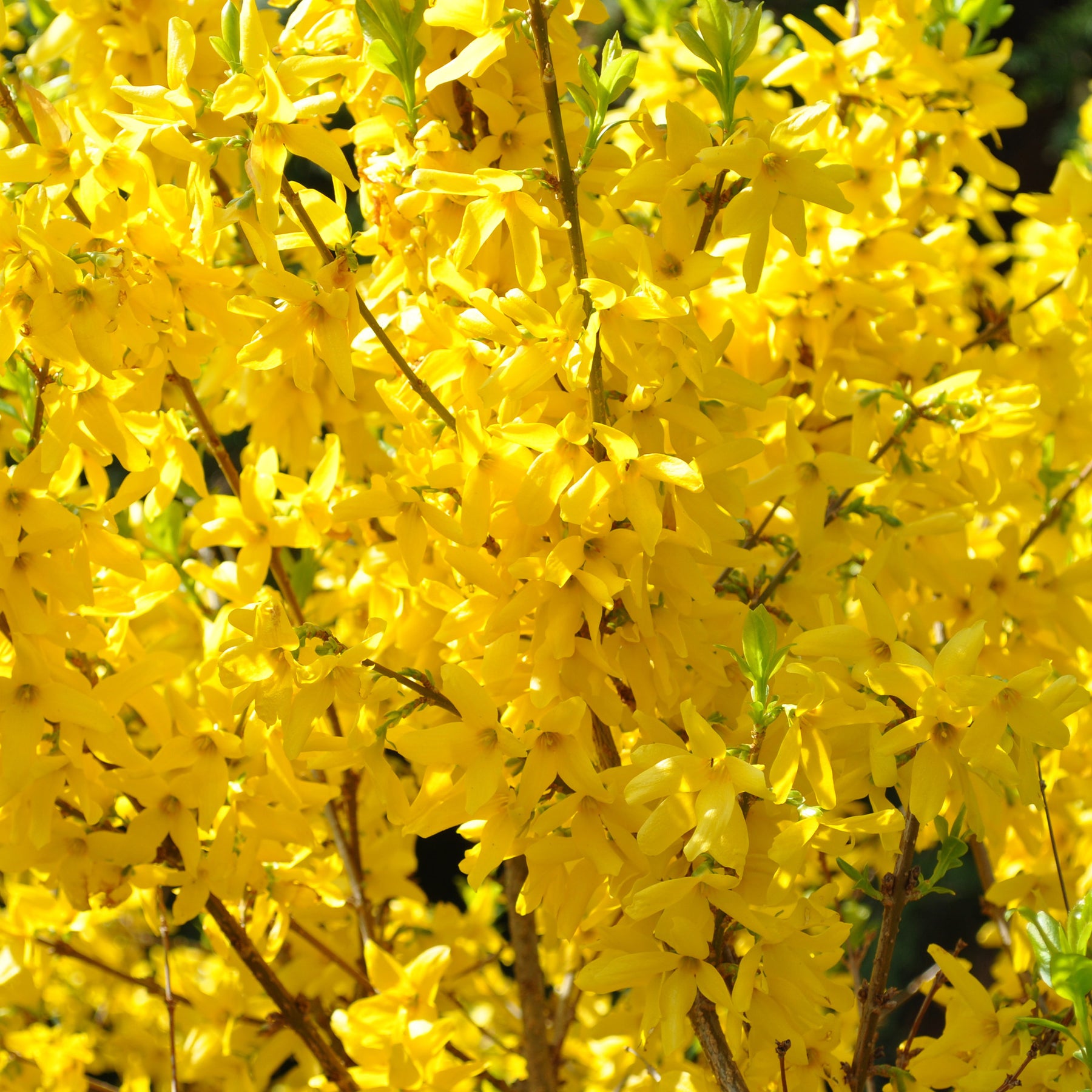 Forsythia Lynwood Gold - Forsythia x intermedia Lynwood Gold - Willemse