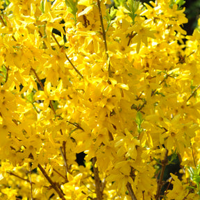 Forsythia Lynwood Gold - Forsythia x intermedia Lynwood Gold - Willemse