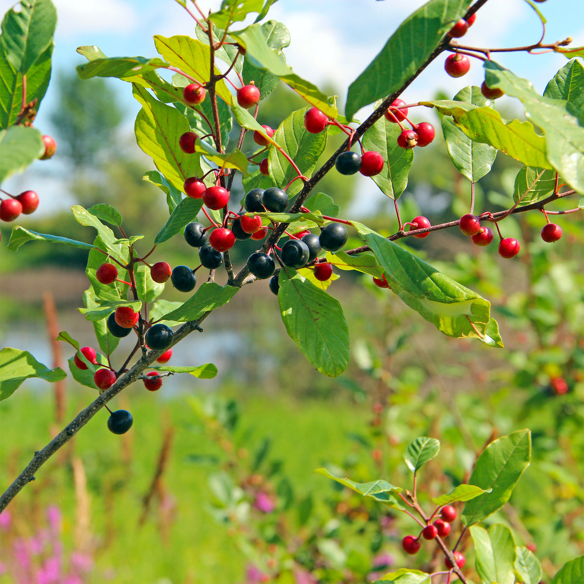 Vuilboom - Zwarte Els - Willemse