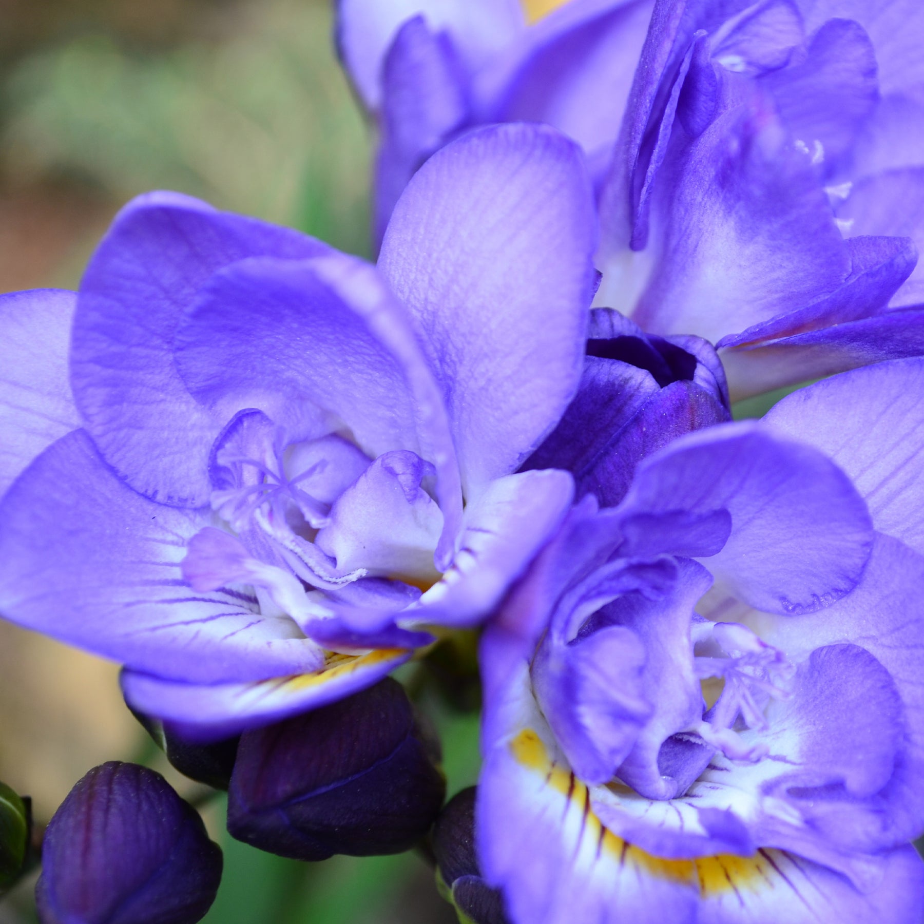 Dubbele blauwe fresia's (x25) - Freesia Double Bleu - Willemse