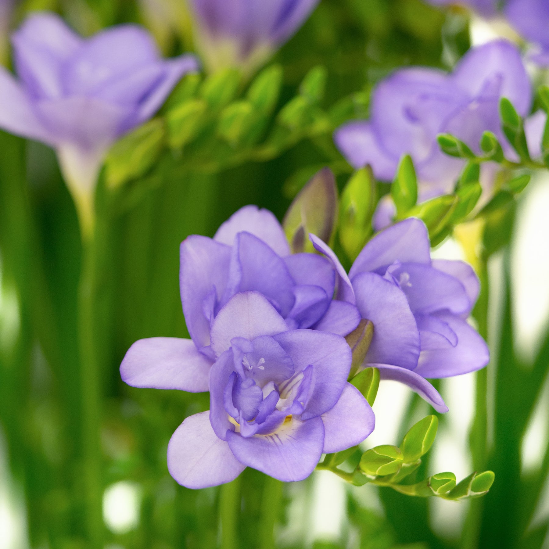 Dubbele blauwe fresia's (x25) - Willemse