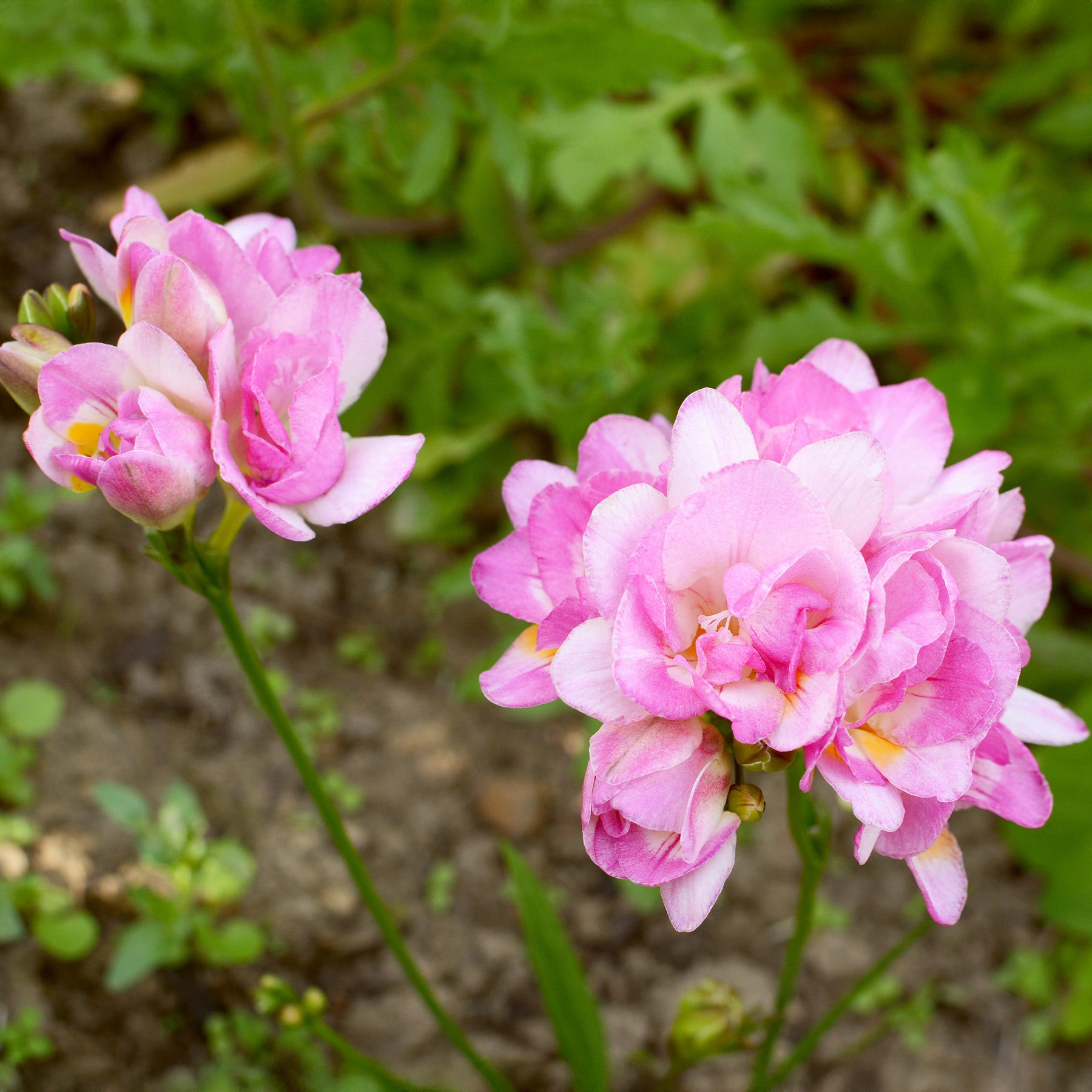 Dubbele roze fresia's (x25) - Willemse
