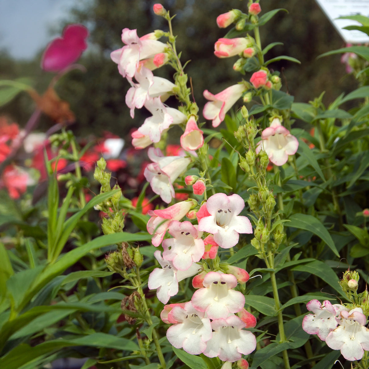 Penstemon Apple Blossom - Slangenkop Apple Blossom - Penstemon