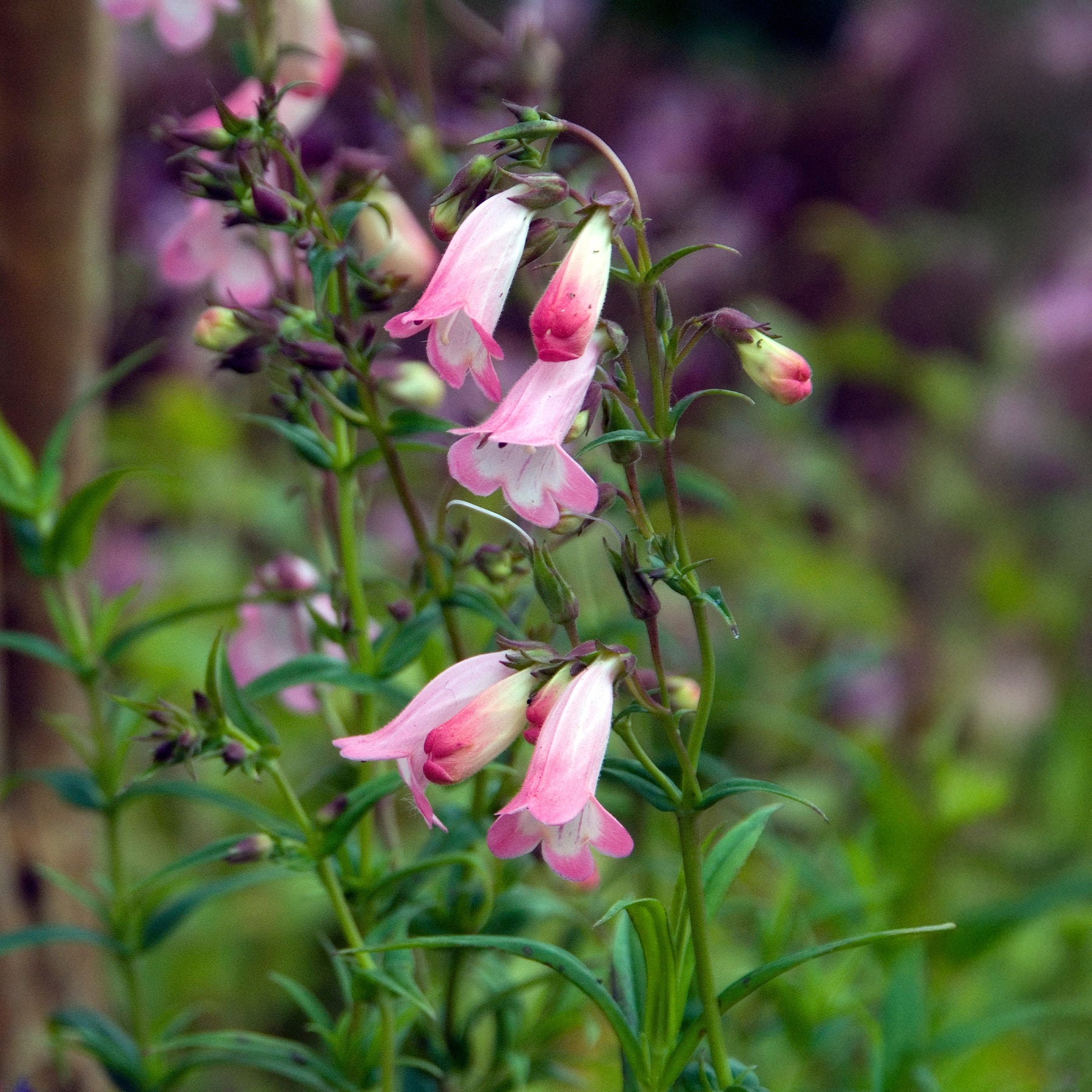 Slangenkop Apple Blossom - Penstemon Apple Blossom - Willemse