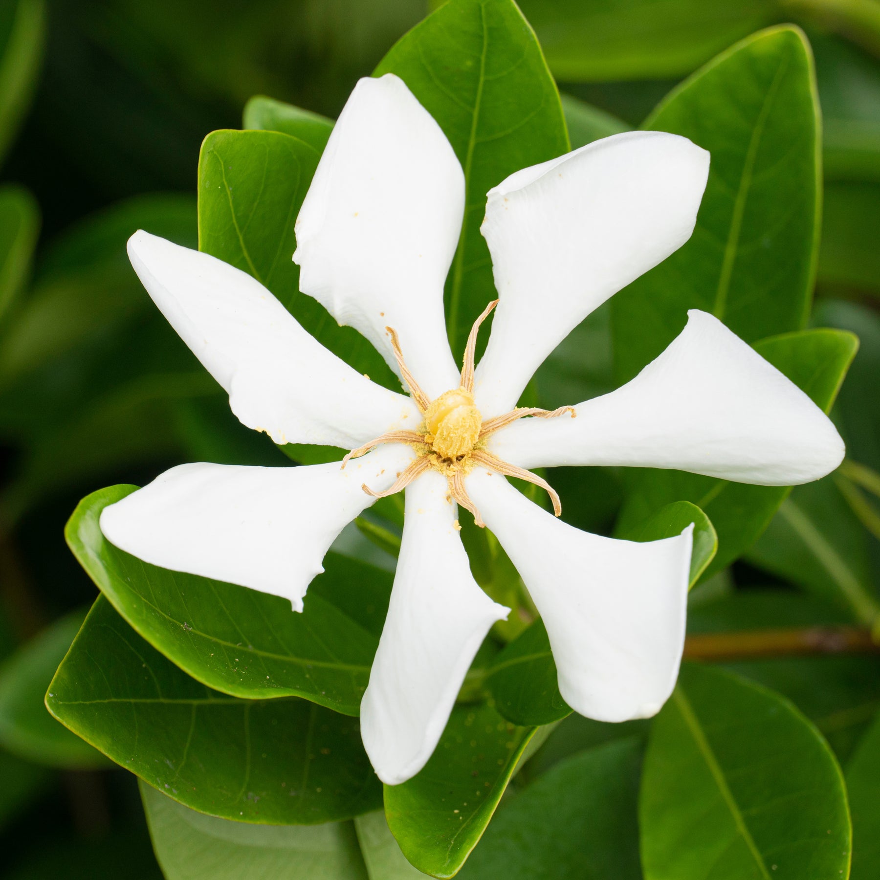 Wintergroene jasmijn Pinwheel - Willemse