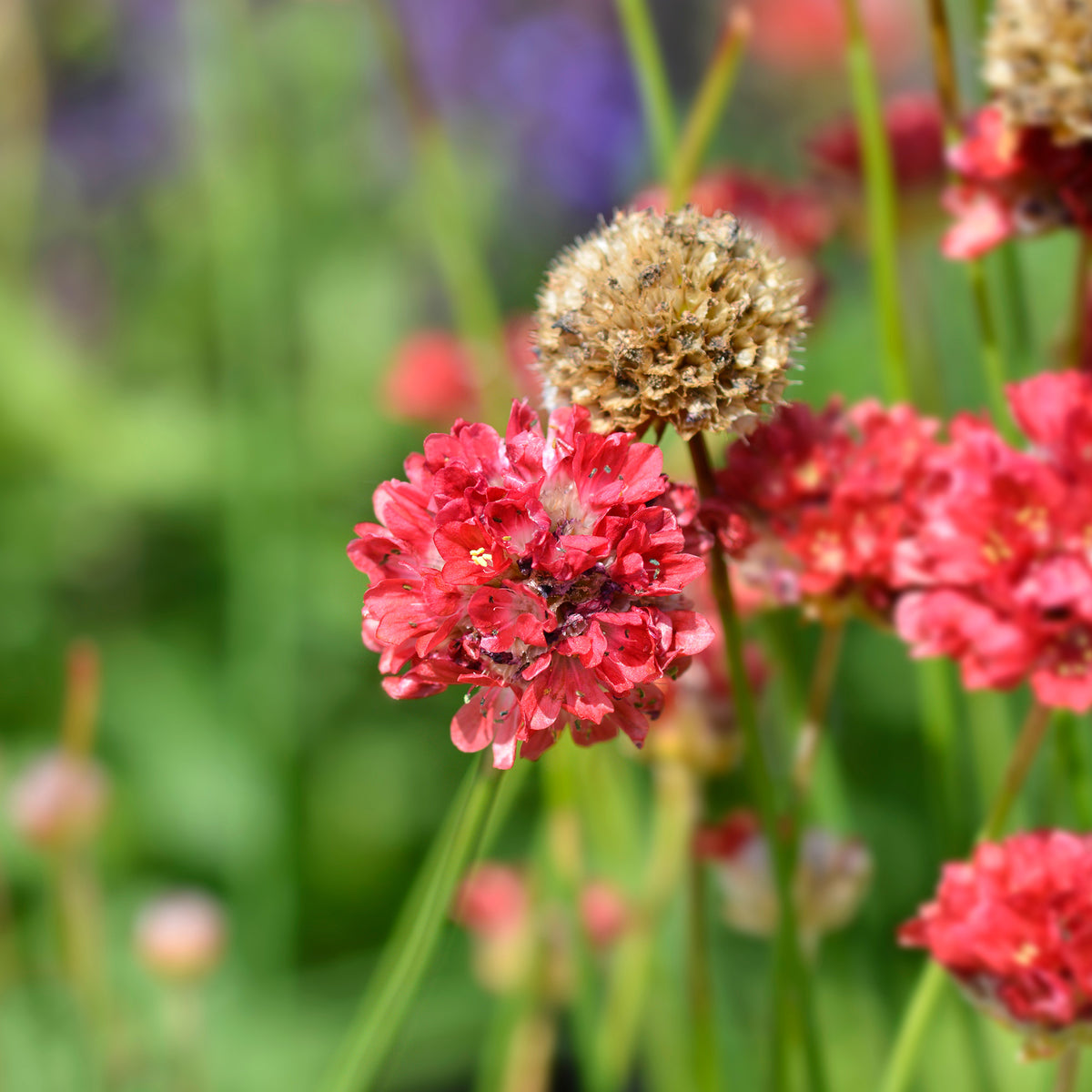 Engels gras Ballerina Rood - Armeria pseudarmeria Ballerina Red - Willemse