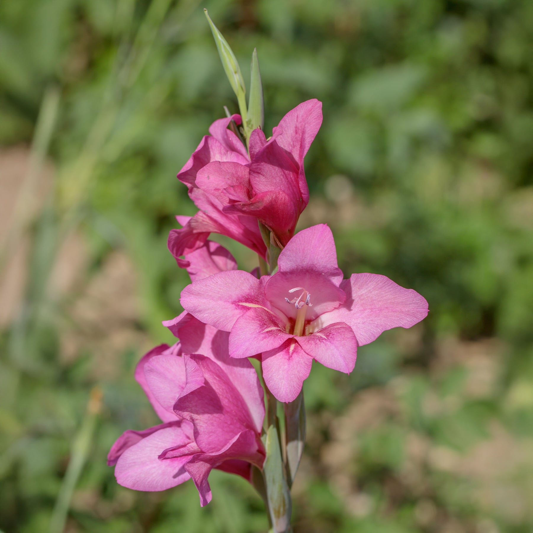 Gladiolus Dwarf Pink - Dwerggladiolen roze (x25) - Gladiolen