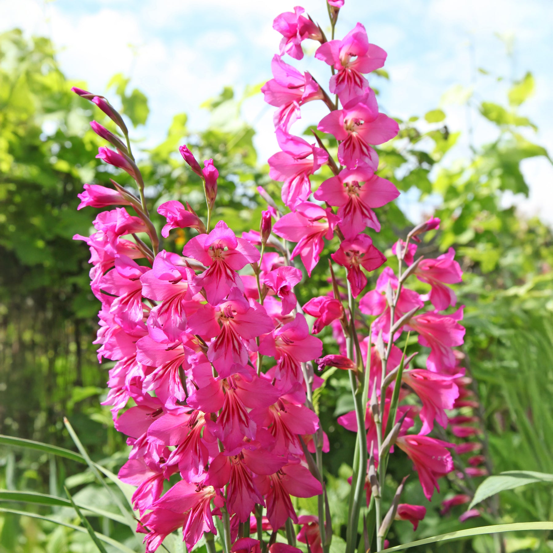 Dwerggladiolen roze (x25) - Willemse