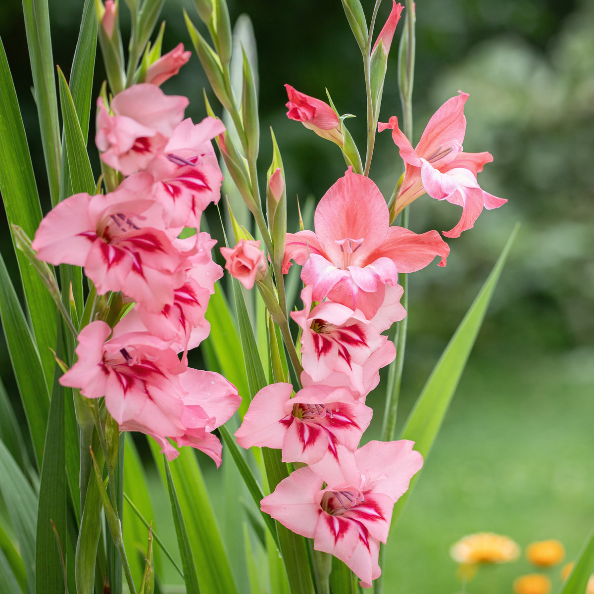 Dwerggladiolen roze (x25) - Gladiolus Dwarf Pink - Willemse