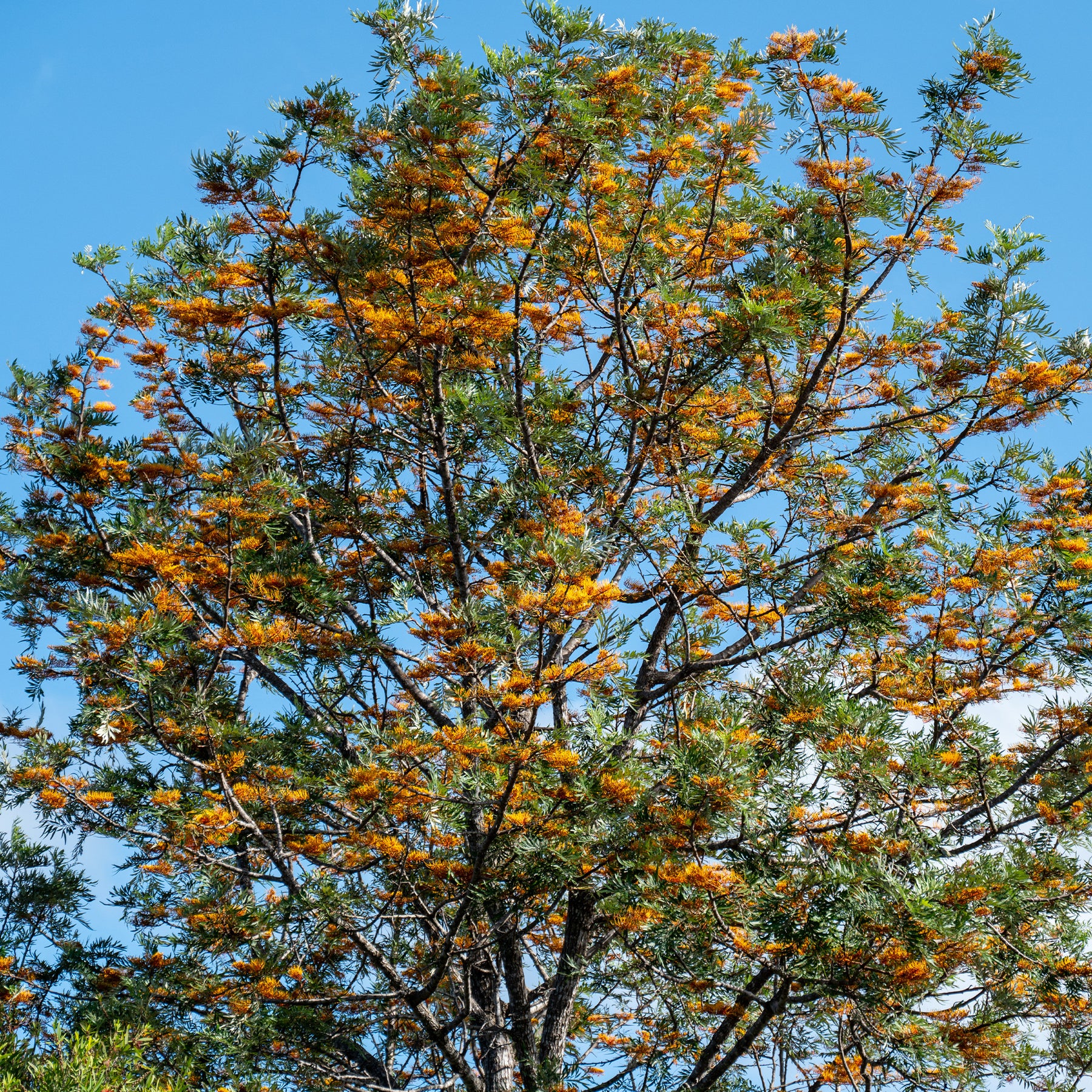 Australische zijde-eik - Willemse