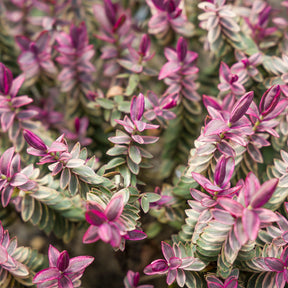 Struikveronicastruik Lady Ann® - Willemse