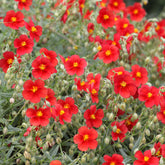Zonneroosje rood - Helianthemum red - Willemse