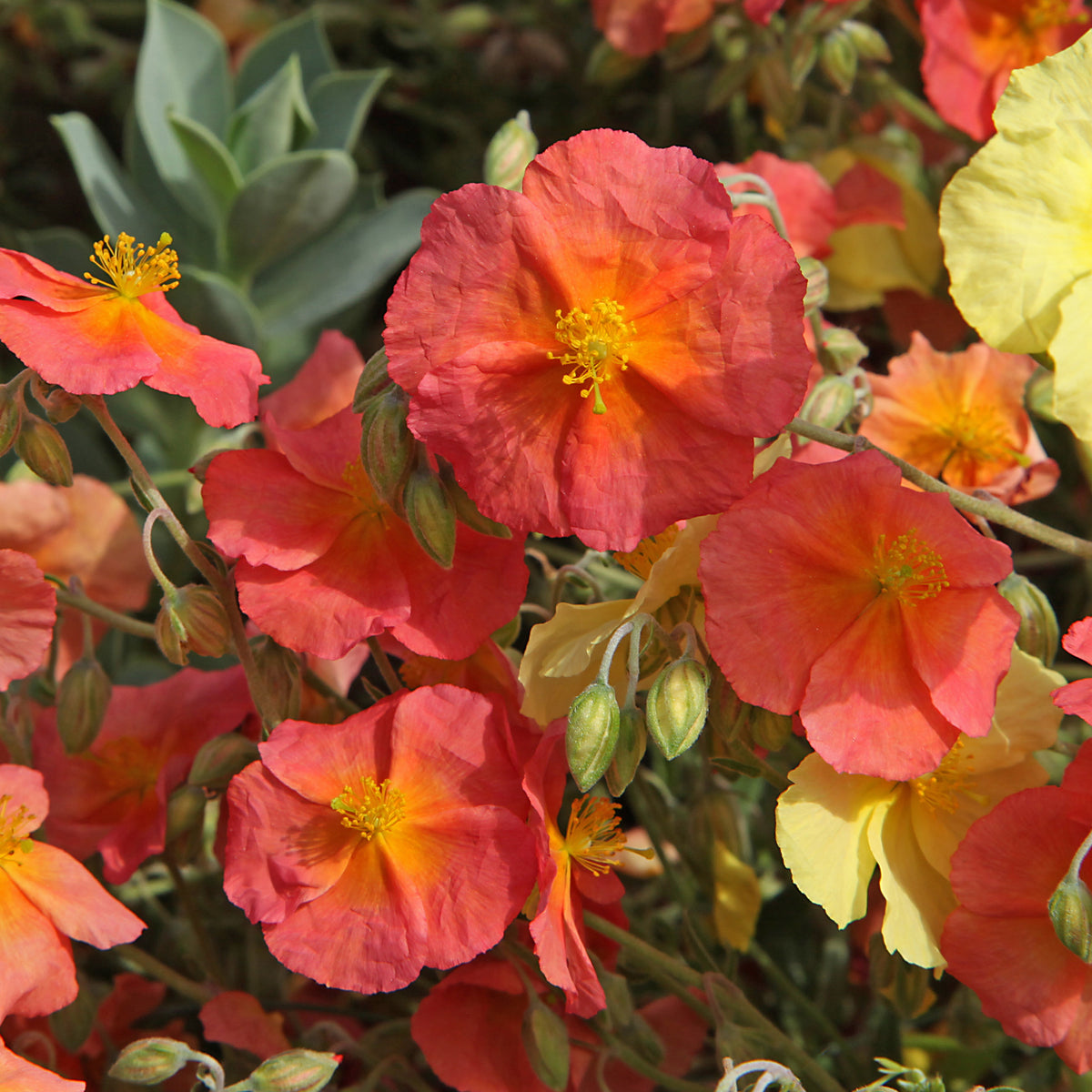 Helianthemum Tomato Red - Zonneroosje Tomato Red - Helianthemum