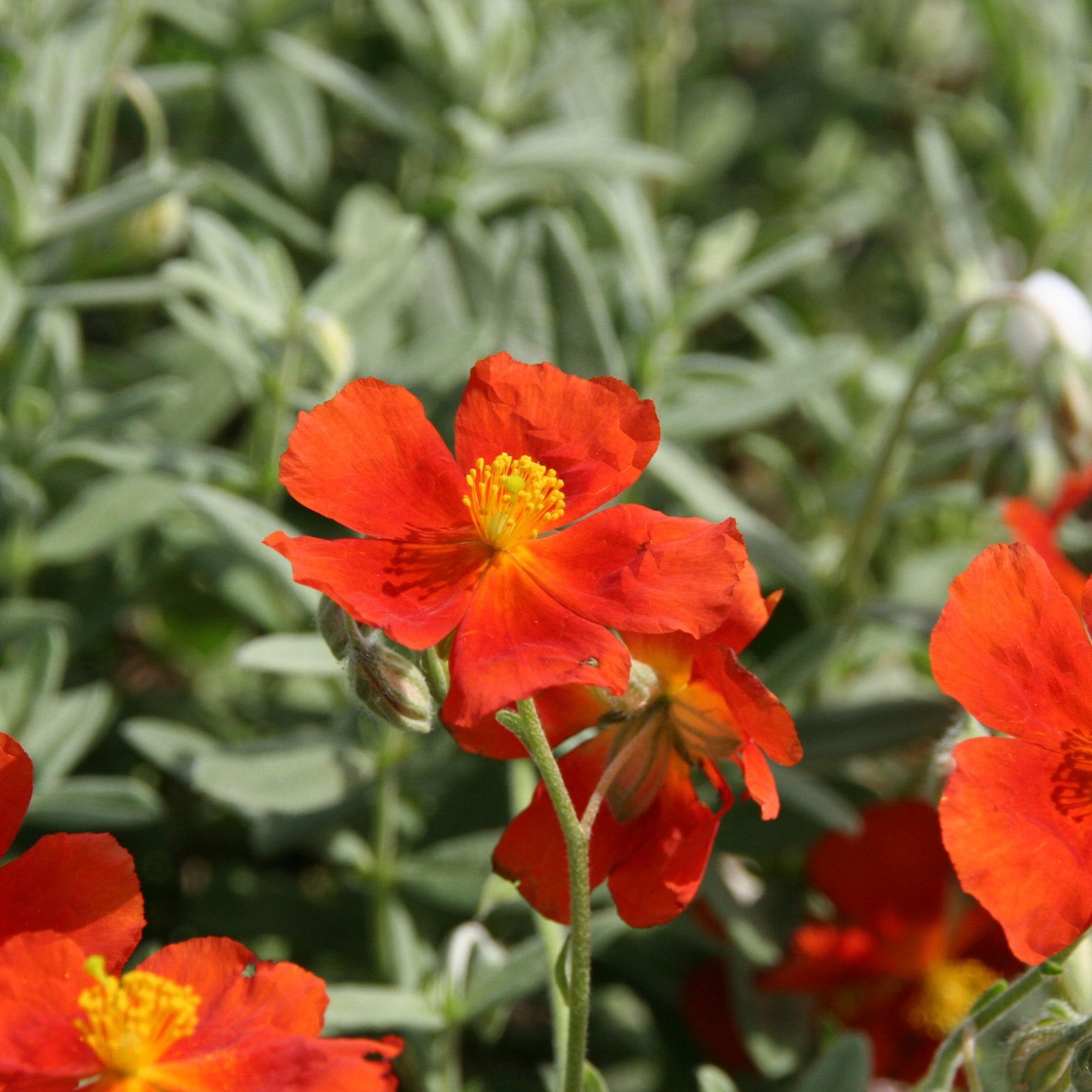 Zonneroosje Tomato Red - Helianthemum Tomato Red - Willemse