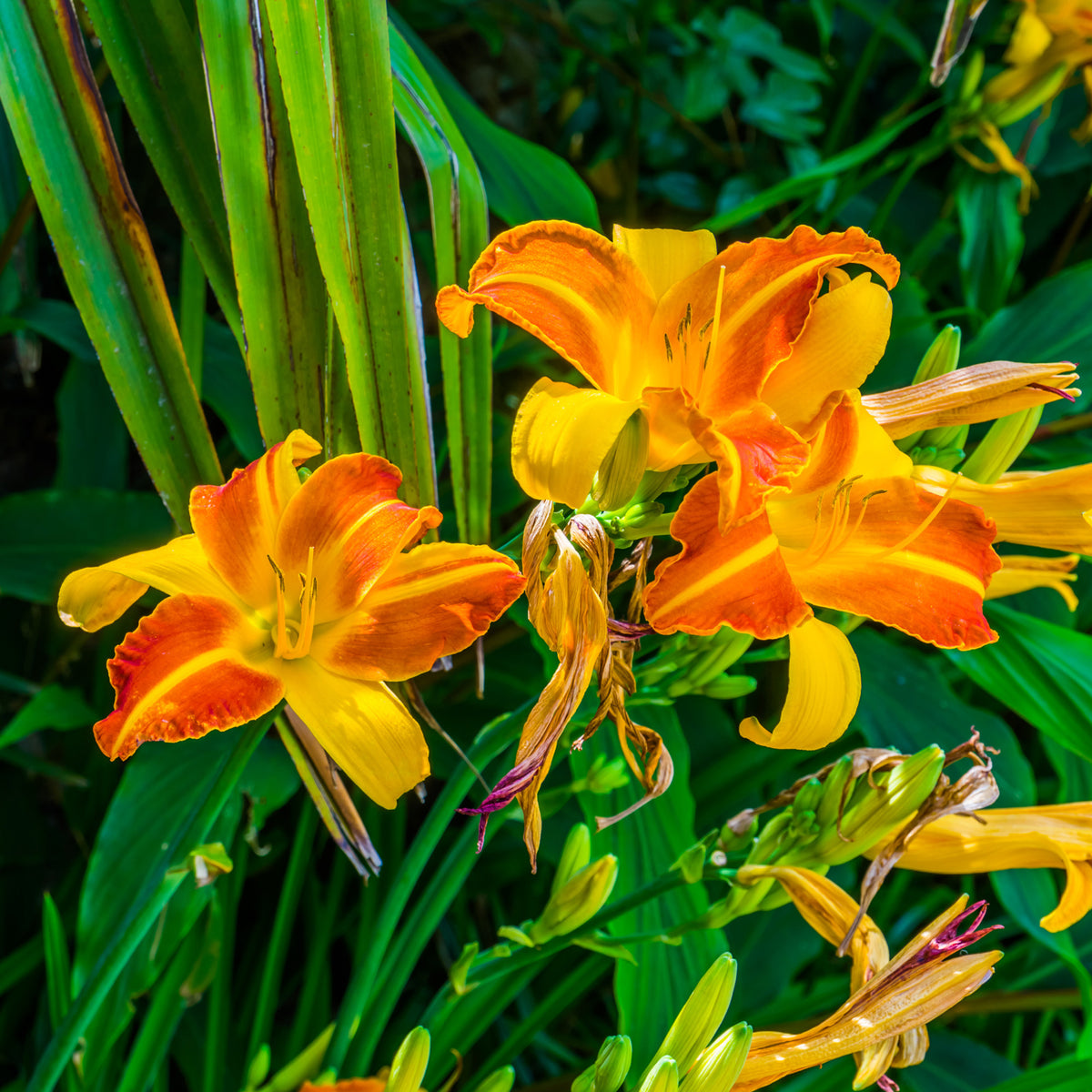 Hemerocallis Frans Hals - Daglelie Frans Hals - Hemerocallis - Daglelie