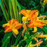 Hemerocallis Frans Hals - Daglelie Frans Hals - Hemerocallis - Daglelie