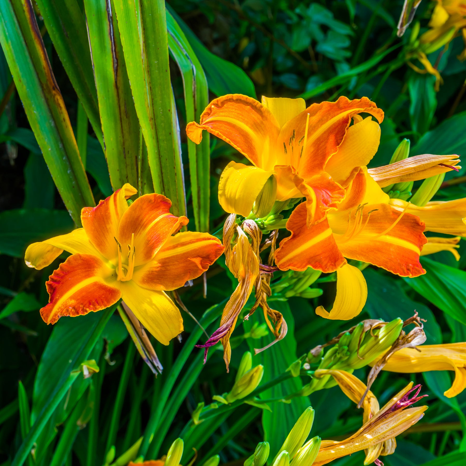 Hemerocallis Frans Hals - Daglelie Frans Hals - Hemerocallis - Daglelie