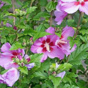 Hibiscus syriacus Flower Tower Purple ® - Hibiscus Flower Tower Purple® - Hibiscus