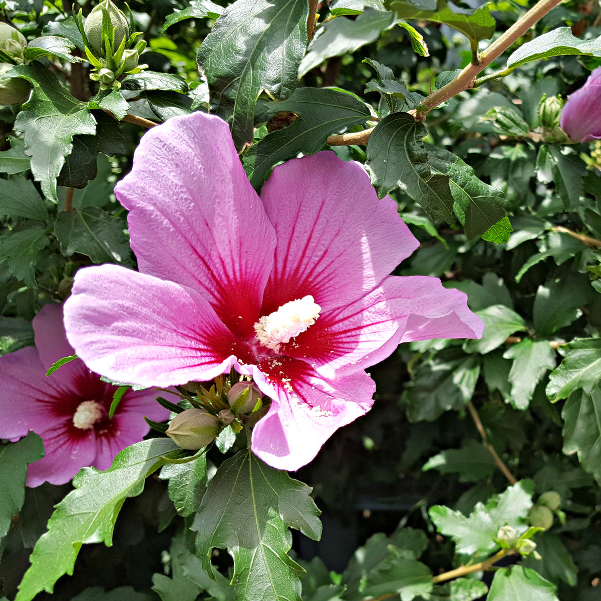 Hibiscus Flower Tower Purple® - Willemse