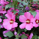 Hibiscus Flower Tower Ruby® - Willemse