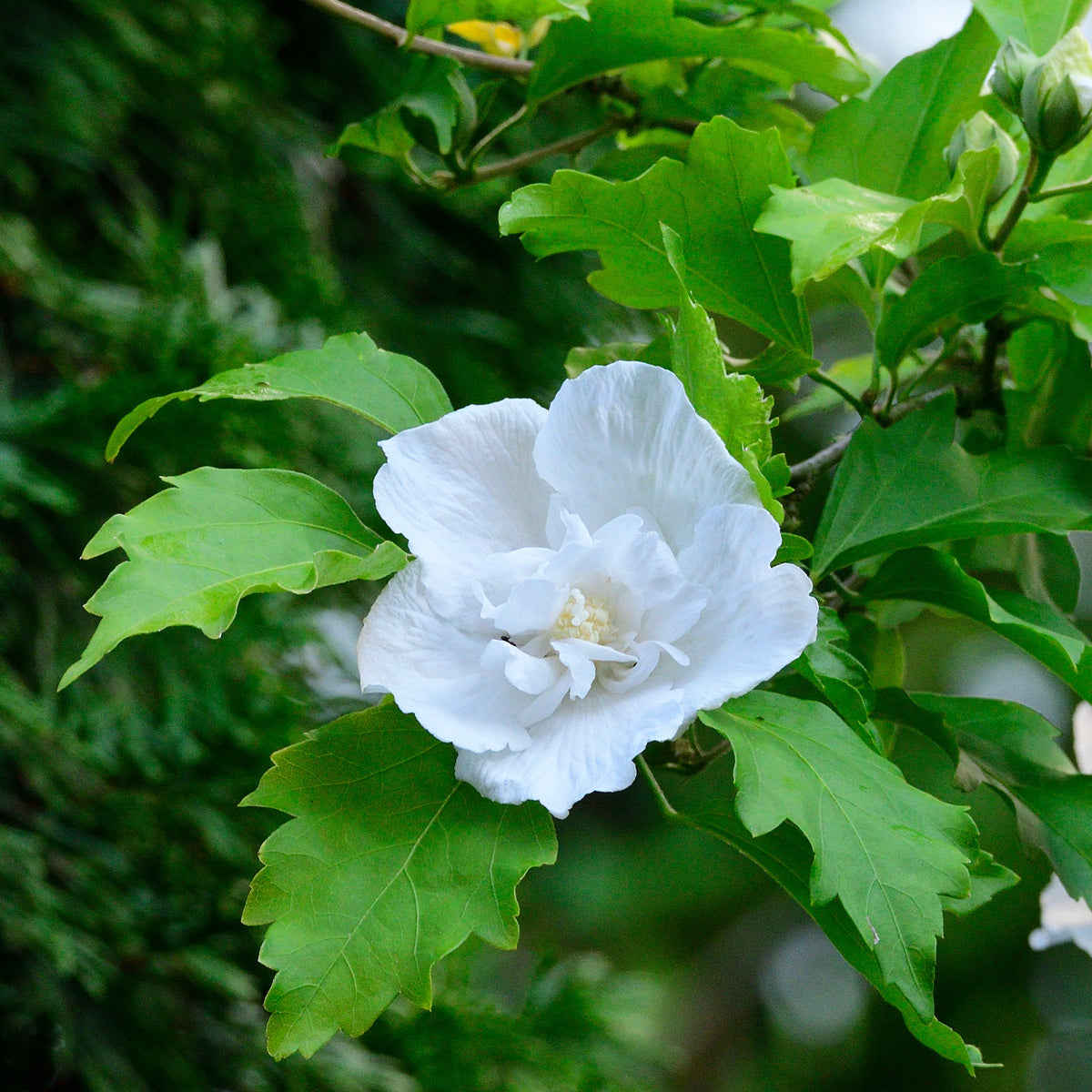 Hibiscus Flower Tower White® - Willemse