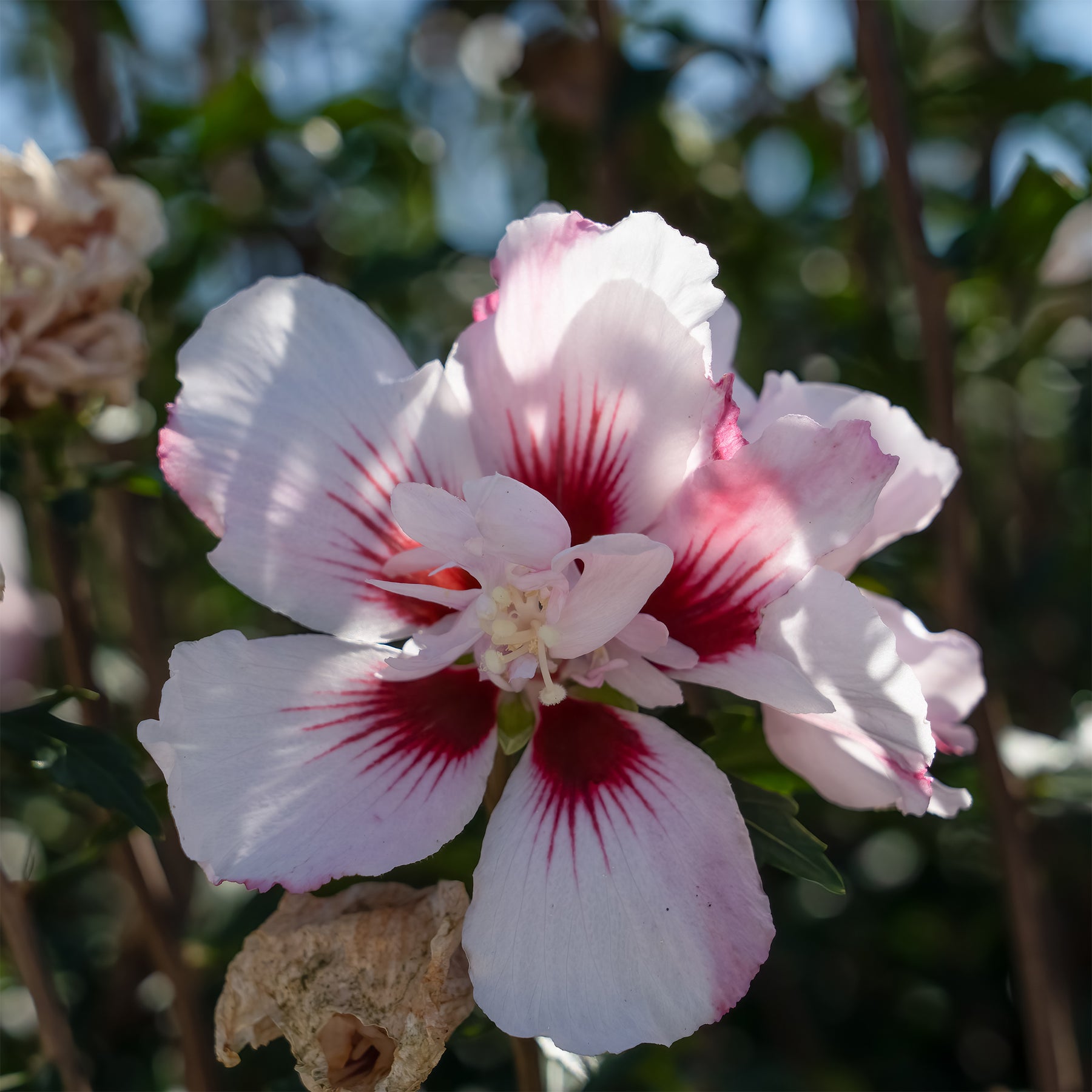 Hibiscus Starbust Chiffon® - Willemse