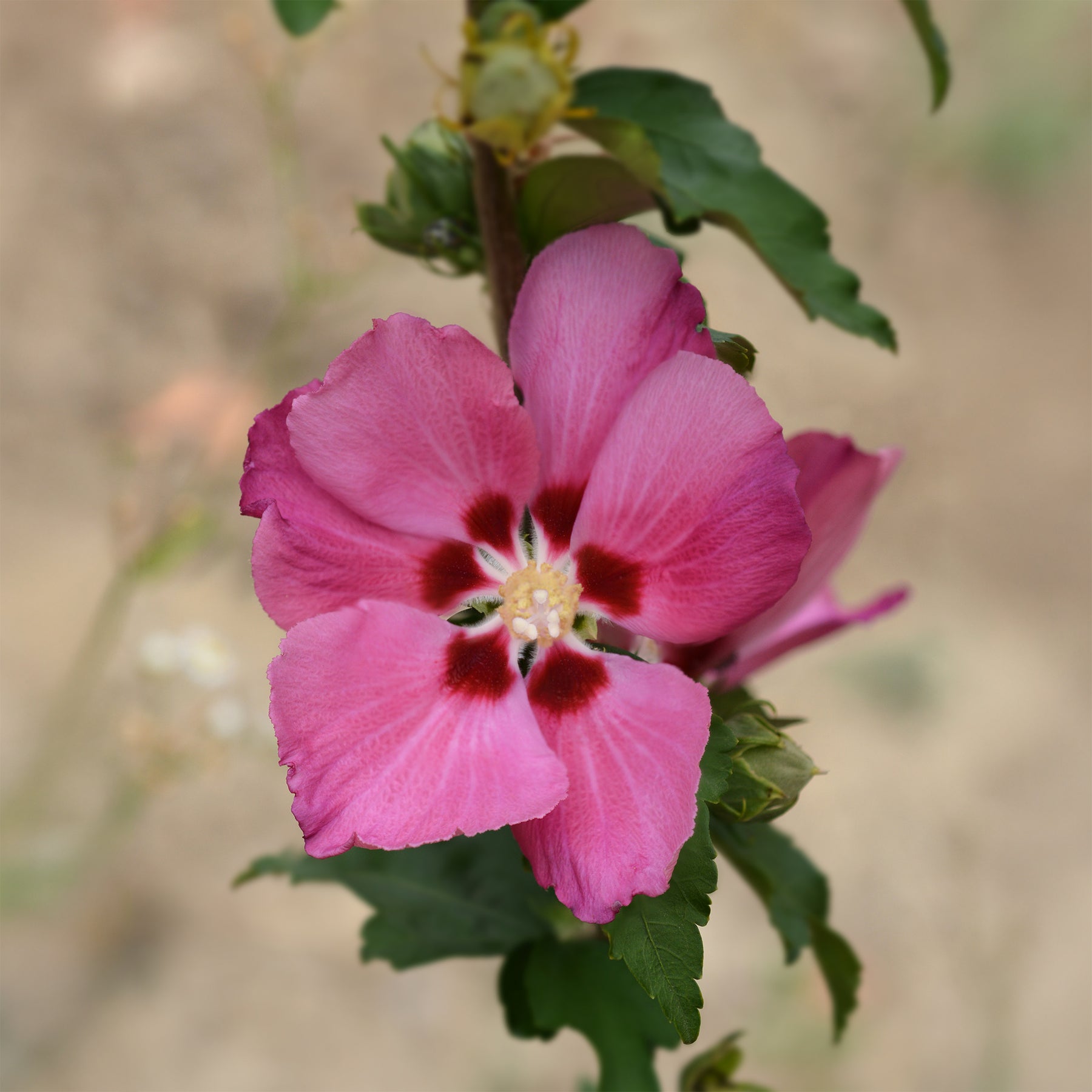 Hibiscus Woodbridge - Hibiscus syriacus Woodbridge - Willemse