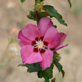 Hibiscus Woodbridge - Hibiscus syriacus Woodbridge - Willemse