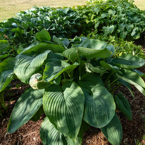 Hosta Empress Wu - Hartlelie Empress Wu - Hosta - Hartlelie