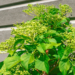 Klimhortensia Crug Coral - Hydrangea anomala Crug Coral - Willemse
