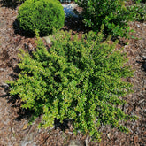 Hulst Nana Hollybox - Ilex vomitoria Nana Hollybox - Willemse