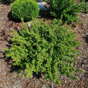 Hulst Nana Hollybox - Ilex vomitoria Nana Hollybox - Willemse